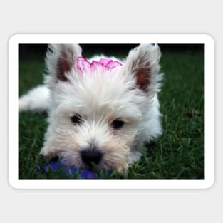 Westie puppy Sticker